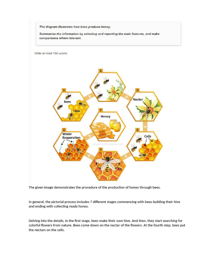 Honey Production Process by Bees | PDF