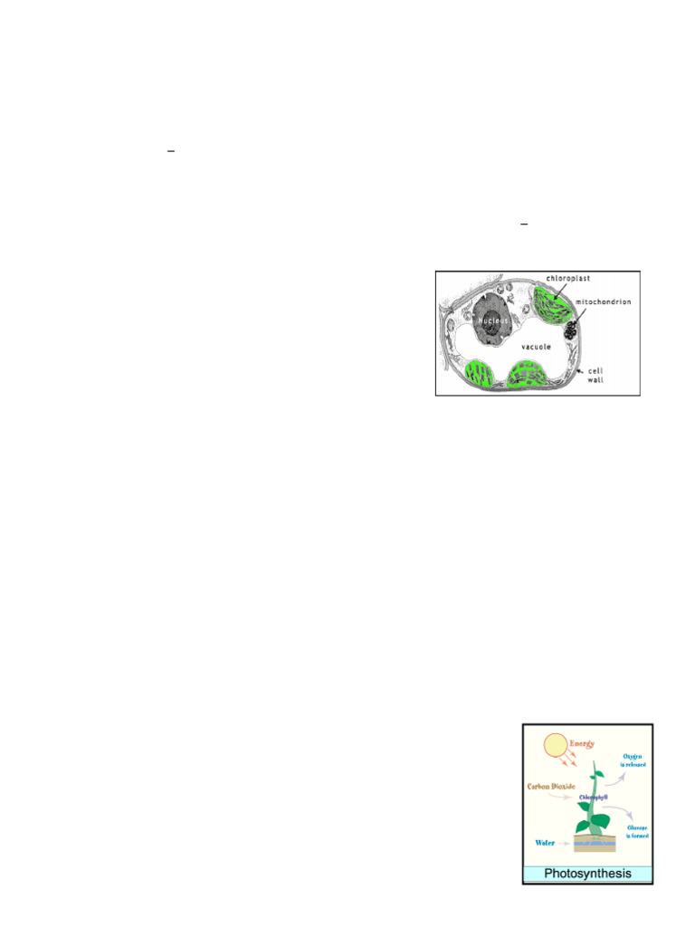 Photosynthesis and Cellular Respiration Guide | PDF | Photosynthesis ...