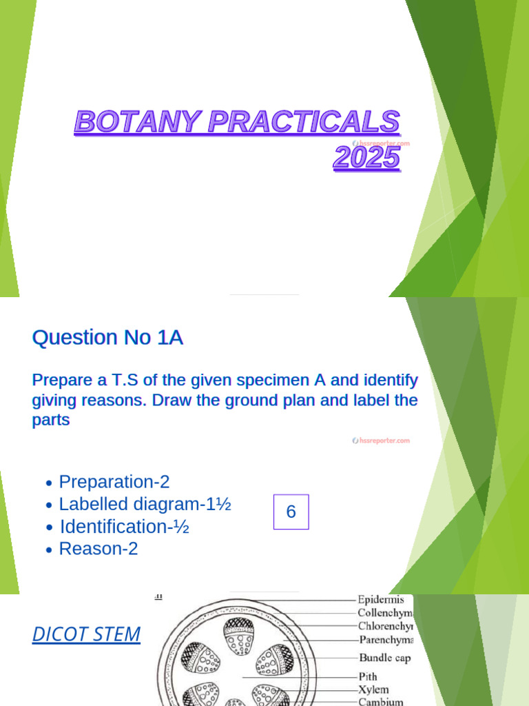 Botany Practical Notes 2025 _hssreporter•Com | PDF | Plant Stem | Biology