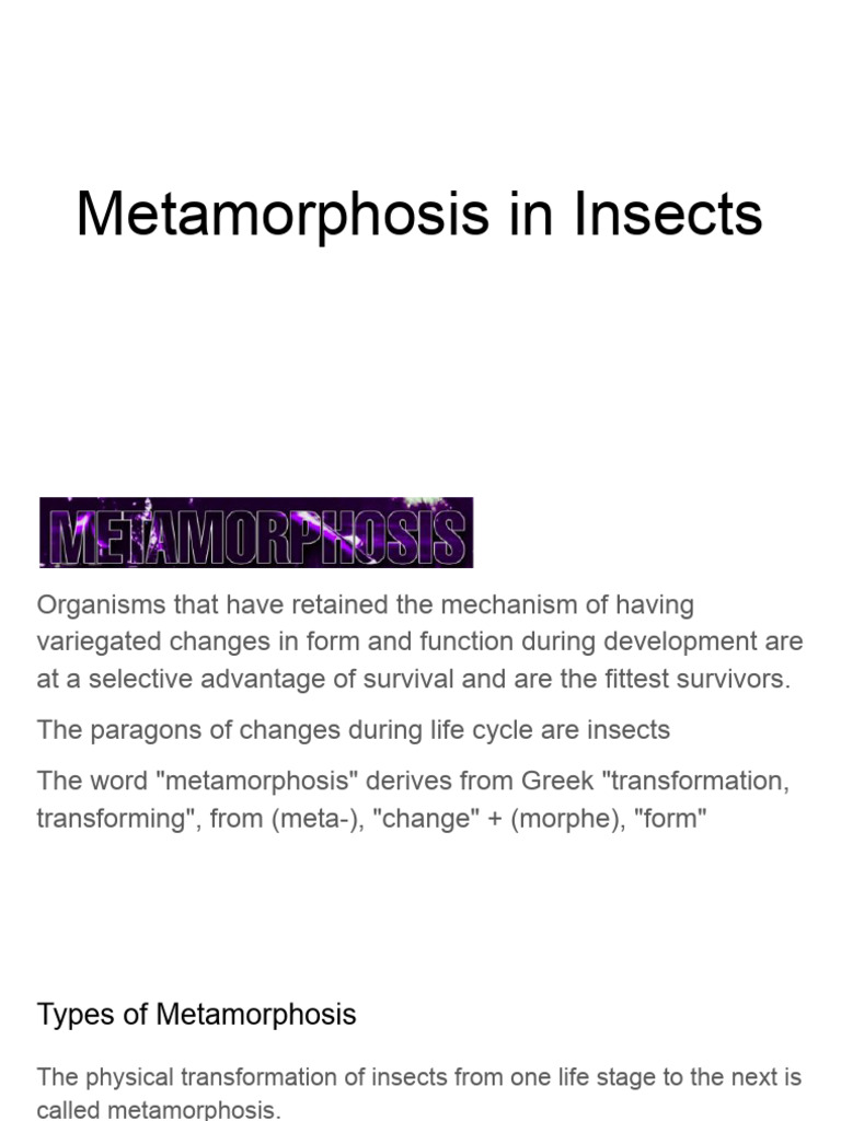 Insect Metamorphosis Explained | PDF | Pupa | Insects