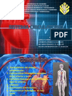 Sistema Circulatorio 1
