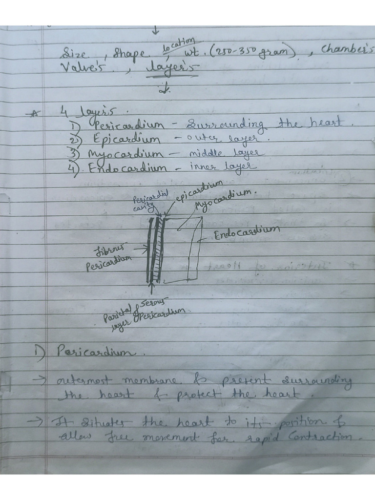 Structure of Heart | PDF