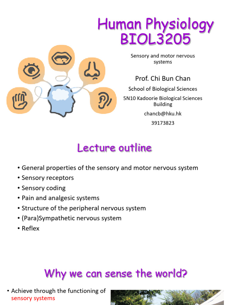 Sensory and Motor Nervous Systems Overview | PDF | Senses | Stimulus ...