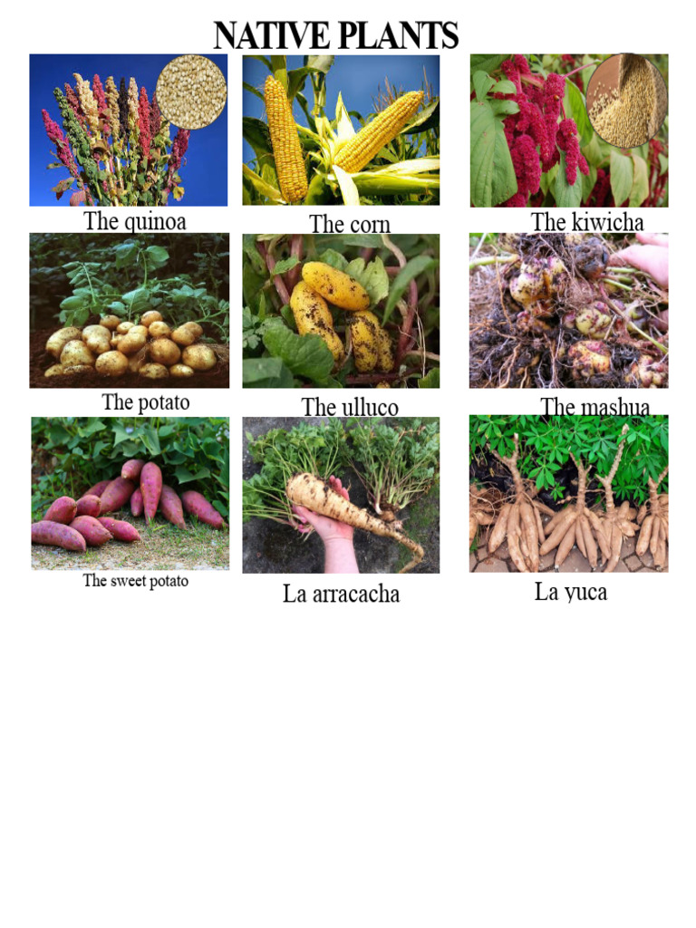 Native Animals and Plants | PDF