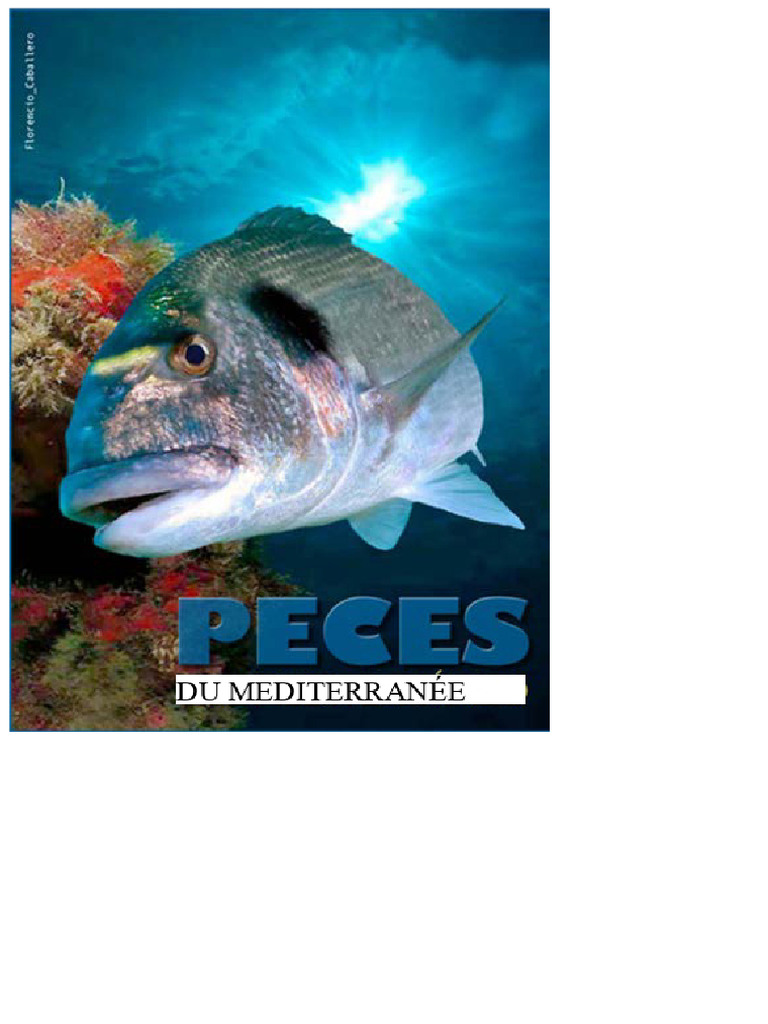 Guide des espèces de poissons marins | PDF | Vertébrés | Poisson