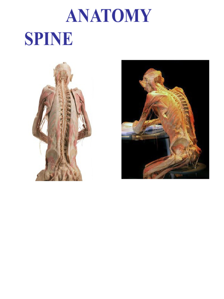 Anatomy of the Vertebral Column | PDF | Vertebra | Human Anatomy