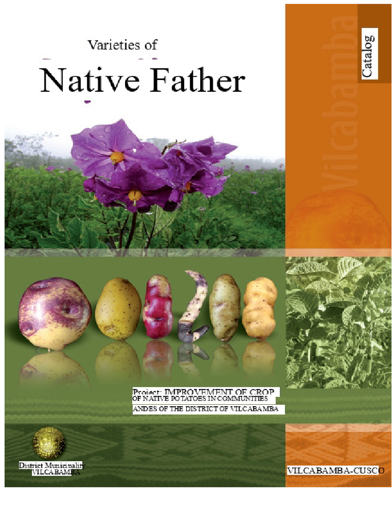 Native Potato Cultivation in Vilcabamba | PDF | Agriculture | Potato