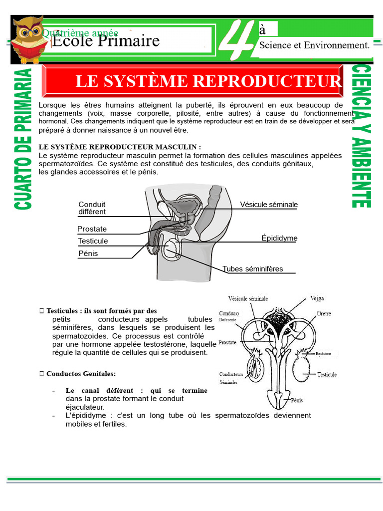 Système reproducteur : masculin et féminin | PDF | Système reproducteur ...