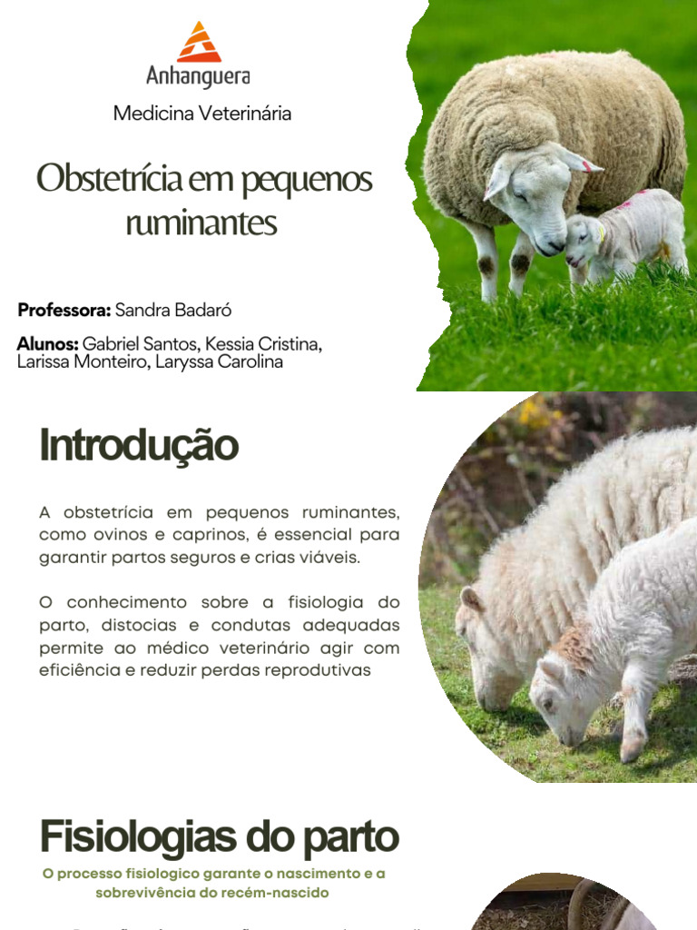 Obstetrícia em Pequenos Ruminantes | PDF | Parto | Gravidez