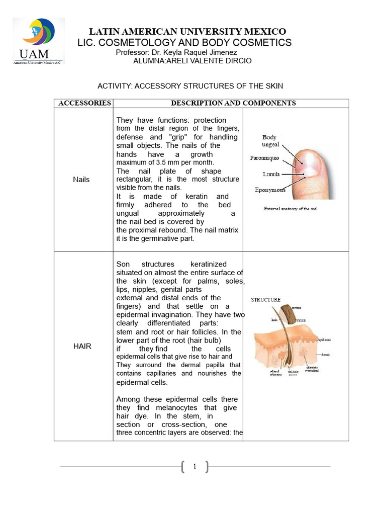 Accessory Structures of The Skin. Nails, Hair, Receptors, Glands | PDF ...