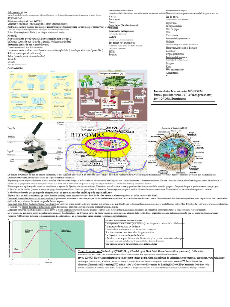 Tipos de Enfermedades Microbianas | PDF | Las bacterias | Virus