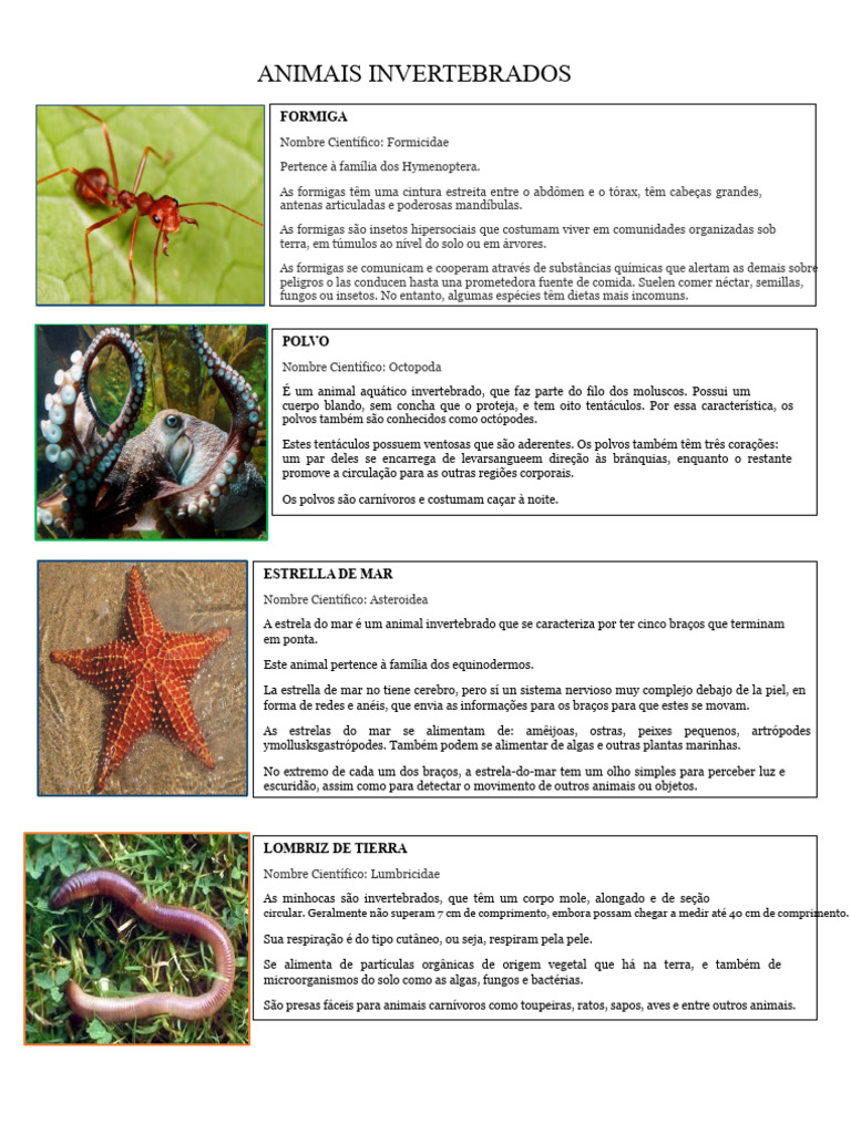 Animais Invertebrados e Vertebrados | PDF | Polvo | Sapo
