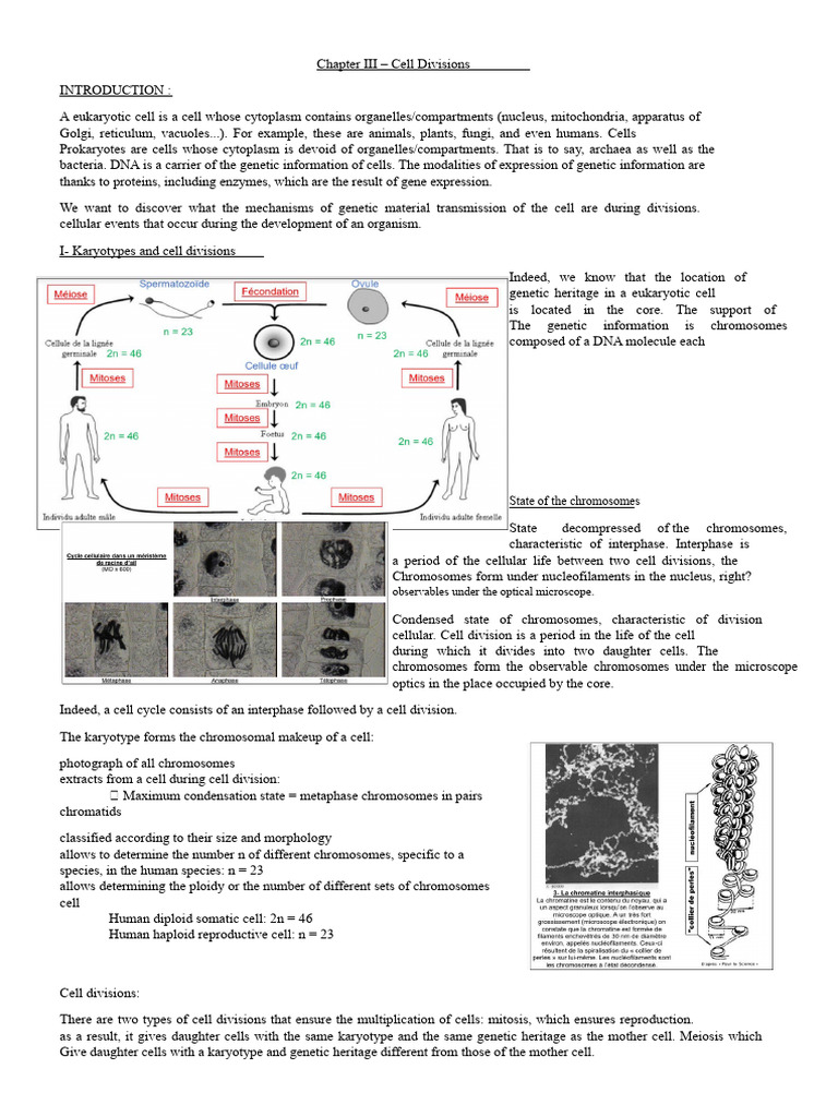 Mechanisms of Cell Division Explained | PDF | Meiosis | Mitosis