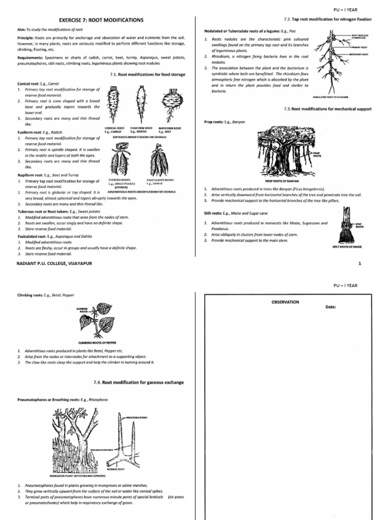 Root, Stem, Leaf Modifications | PDF