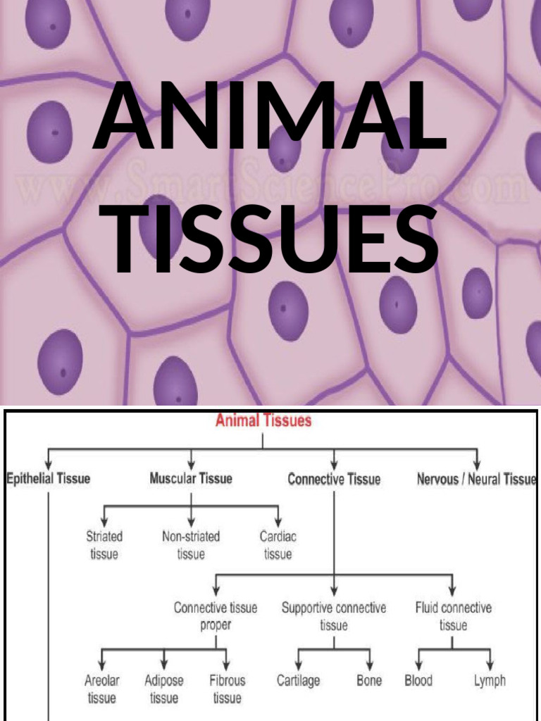 Overview of Animal Tissues Types | PDF | Epithelium | Connective Tissue
