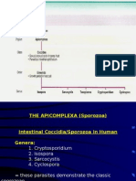 Intestinal Coccidia - Sarcocystis