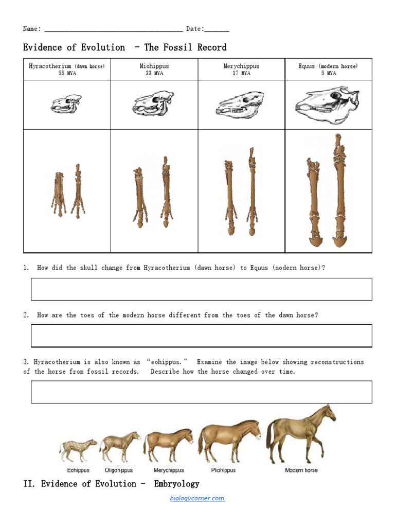 Evidence of Evolution: Fossils to DNA | PDF | Biology | Zoology