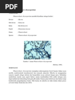 Download Jamur Phanerochaete chrysosporium by Revinta Dwi Lestari SN97031085 doc pdf