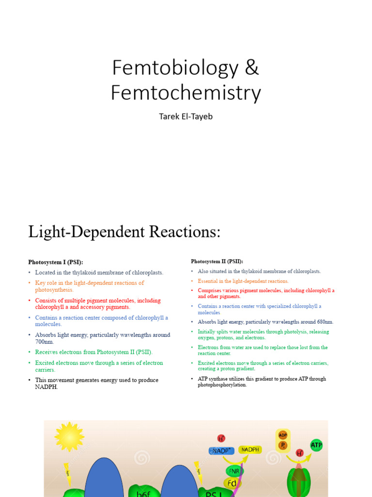 2nd Lecture | PDF | Nicotinamide Adenine Dinucleotide Phosphate ...