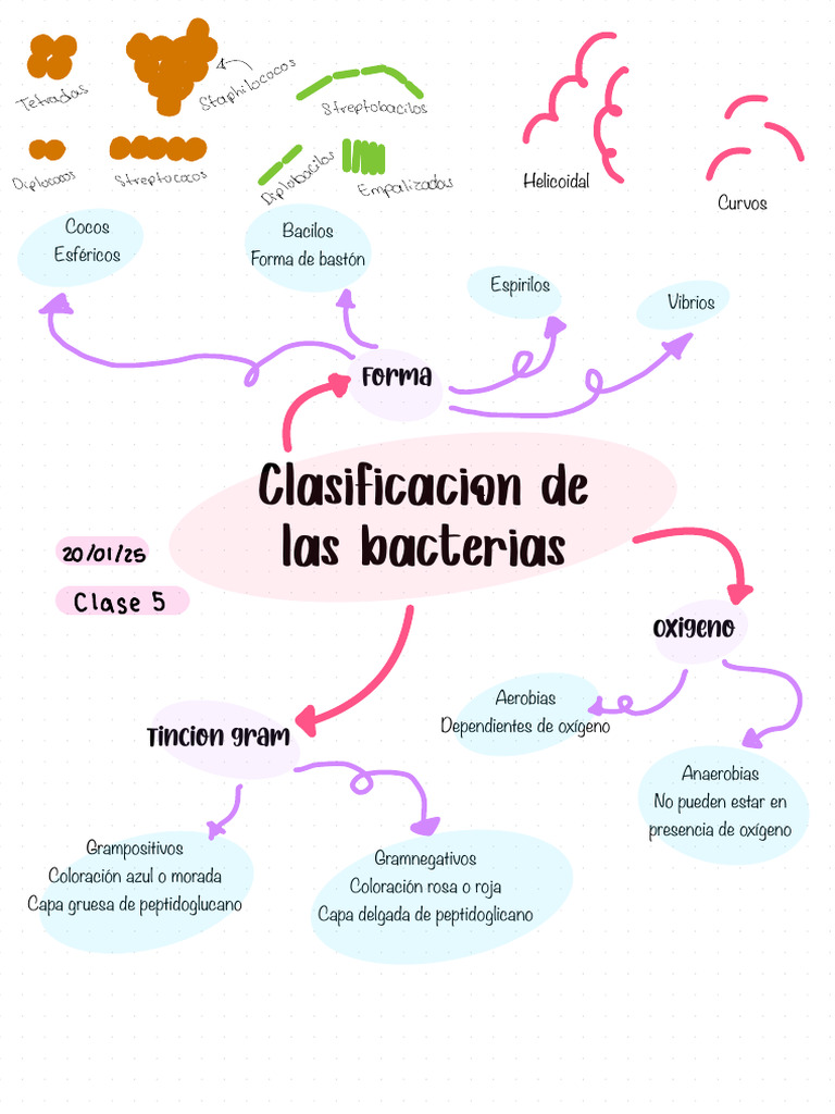 Clasificación y Estructura de Bacterias | PDF | Las bacterias ...