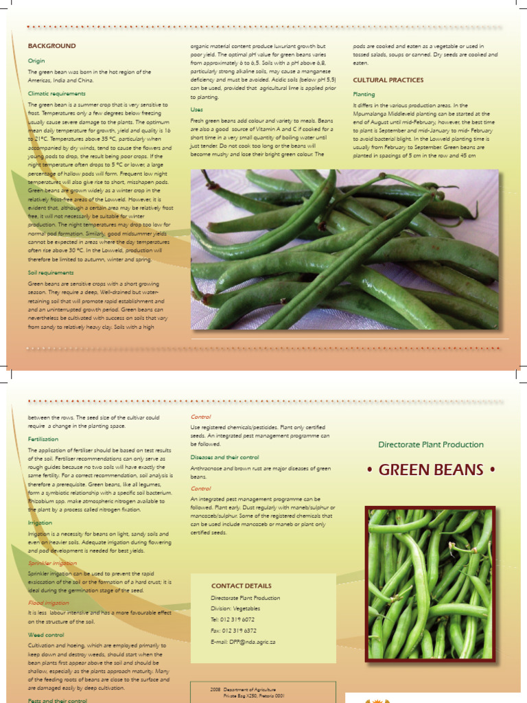 Green Bean Cultivation Guide | PDF | Legume | Bean