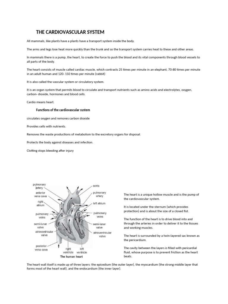 Overview of the Cardiovascular System | PDF | Ventricle (Heart) | Heart