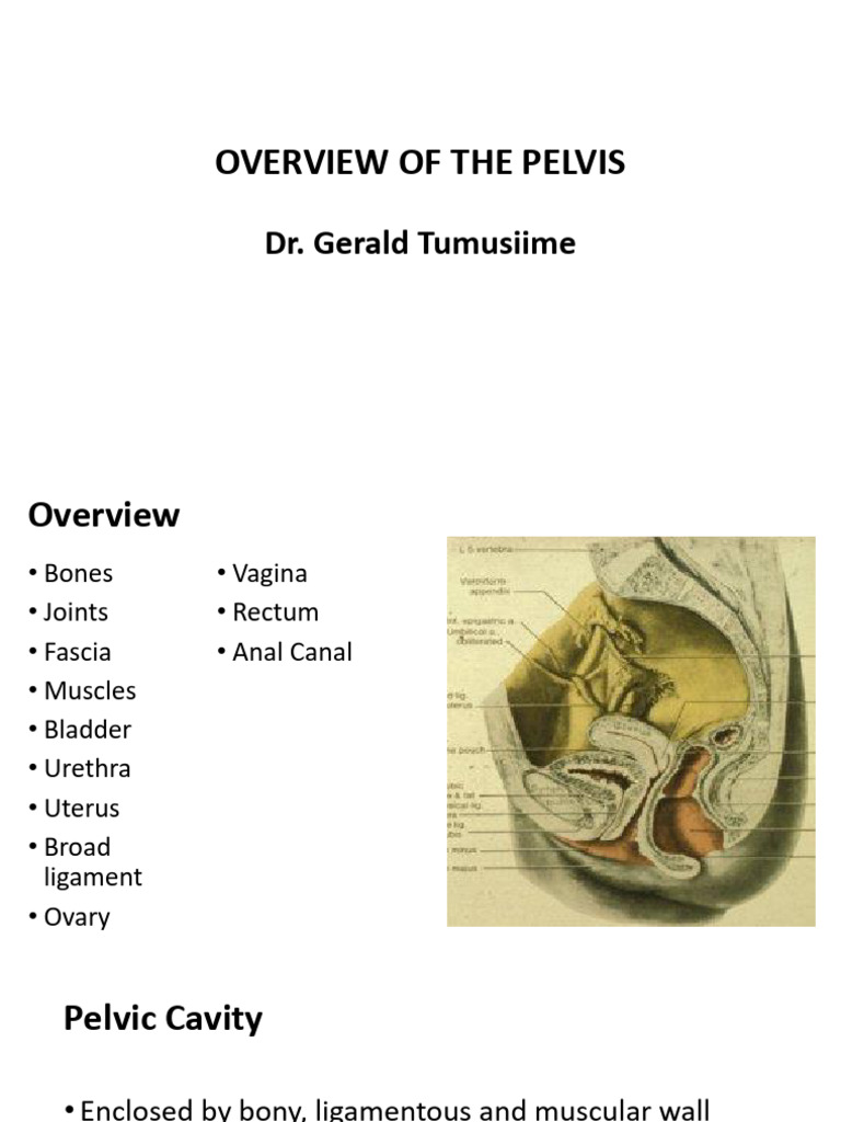 Anatomy and Functions of the Pelvis | PDF | Pelvis | Musculoskeletal System