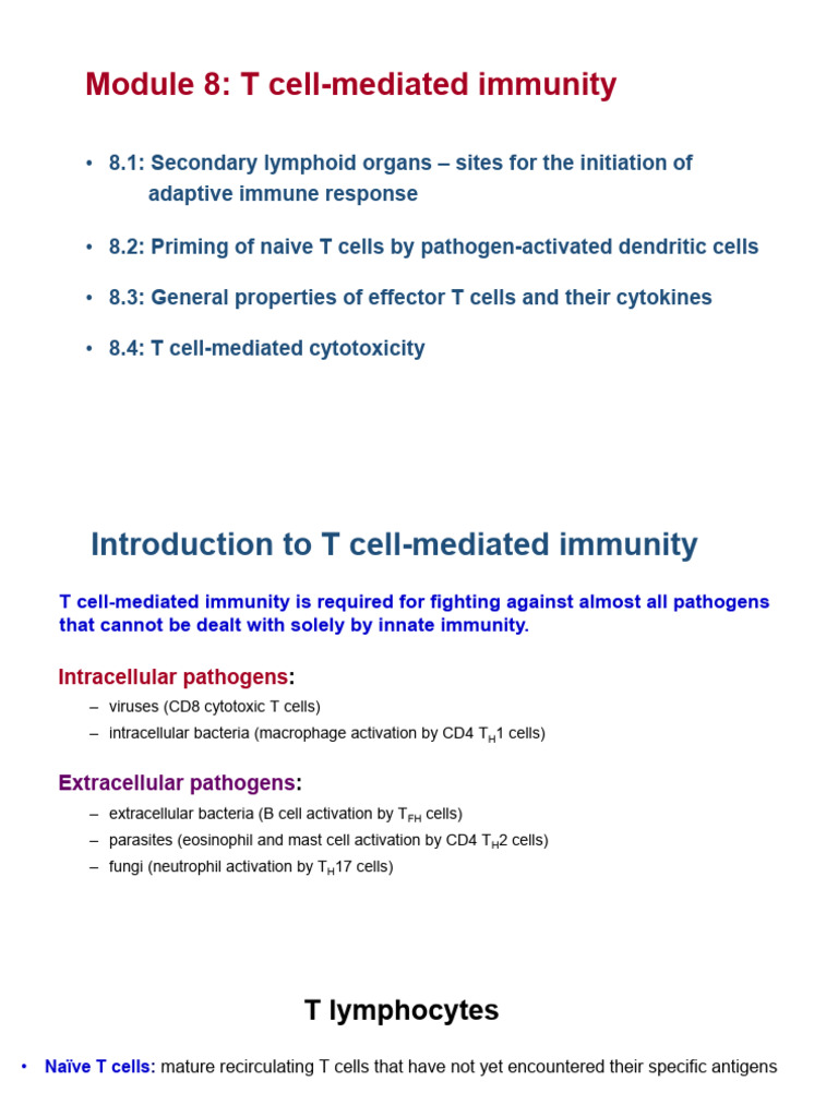 Module 8 T cell-mediated immunity 2025 | PDF | T Cell | Dendritic Cell