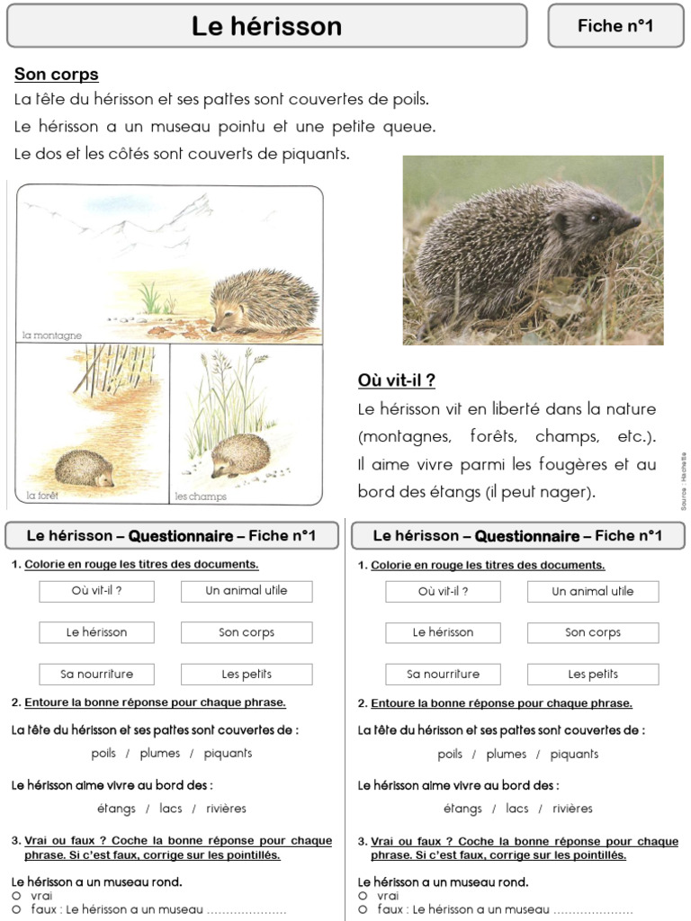 Docu Le Hérisson LB | PDF | Zoologie