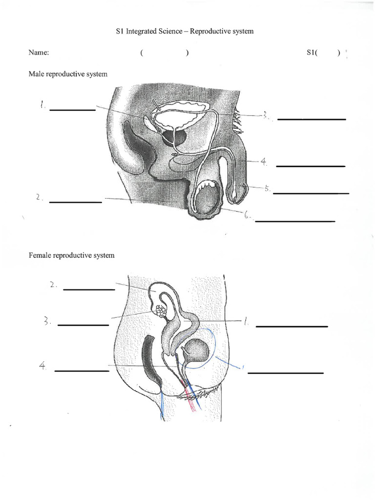 Quiz (Reproductive System) | PDF