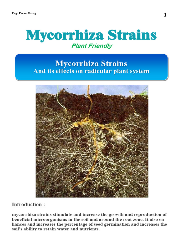 mycorrhiza-strains-and-plant-growth-benefits-pdf-fungus-soil