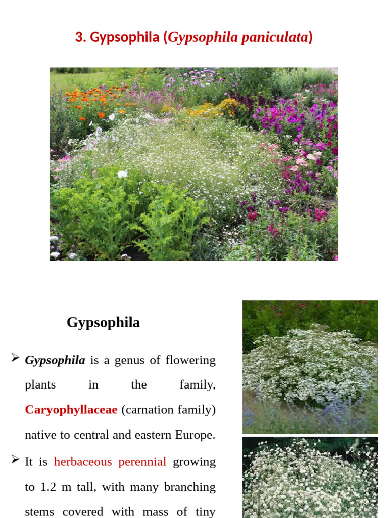 ornamental crop production and management (gypsophylia) | PDF | Flowers ...