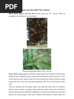 Download Pohon Gofasa by BeLytha Ariska SN97066994 doc pdf