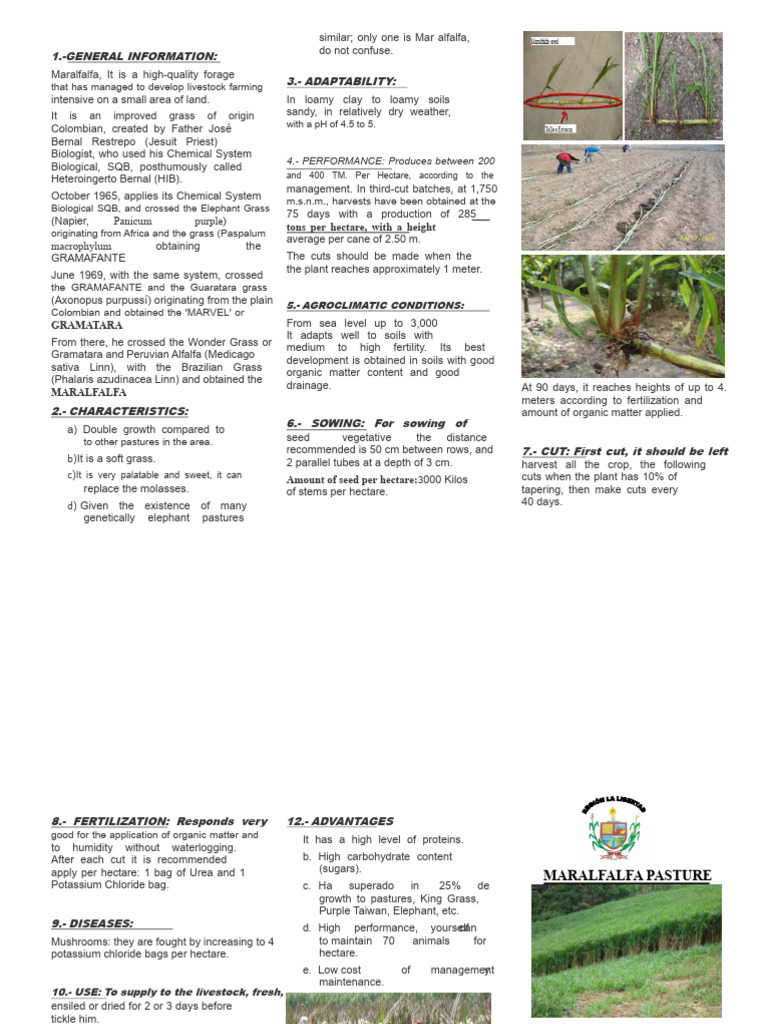 Maralfalfa: High-Quality Forage Guide | PDF | Alfalfa | Agronomy