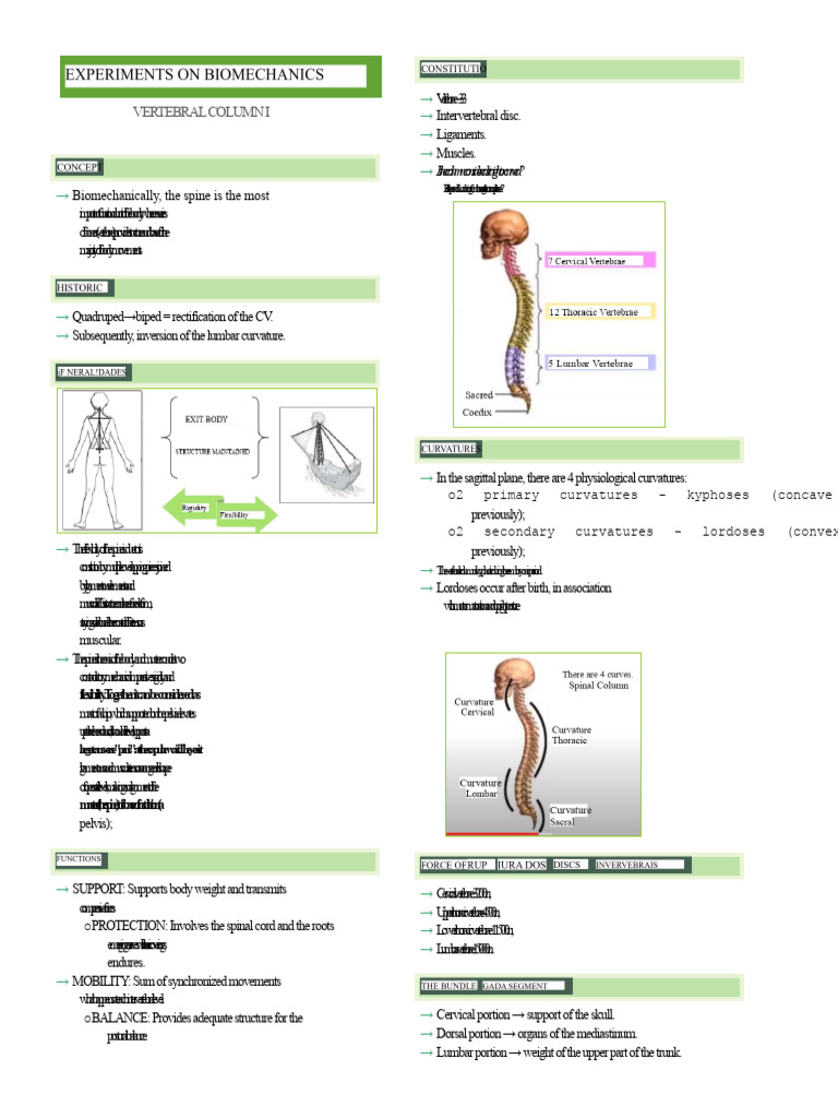 Understanding the Vertebral Column | PDF | Skeletal System ...