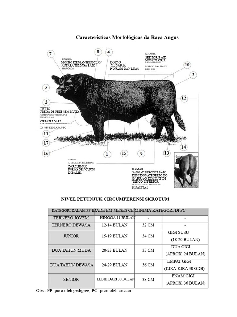 Morfologi dan Karakteristik Ras Angus | PDF