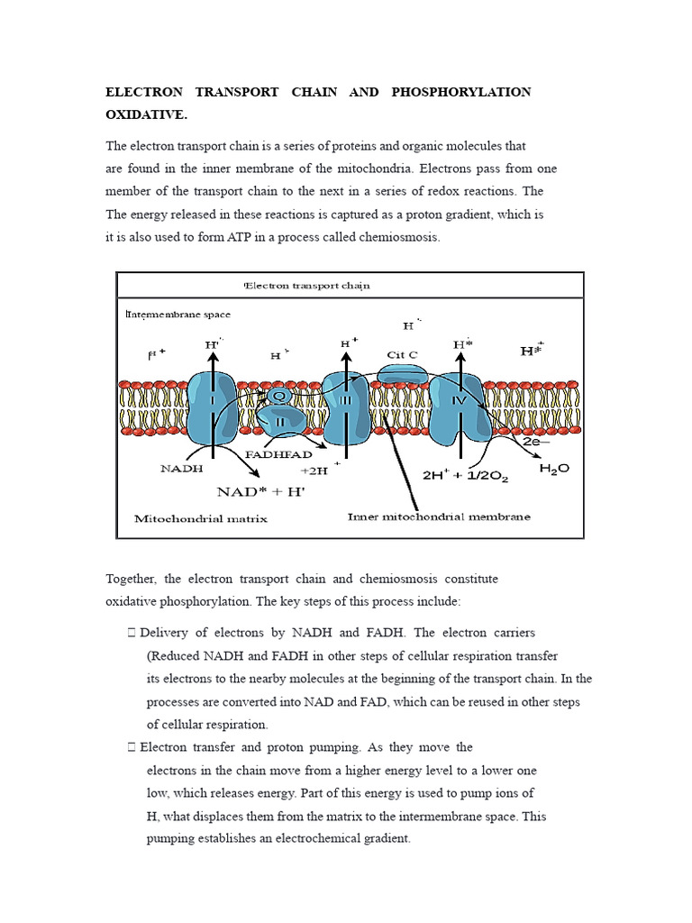 ELECTRON TRANSPORT CHAIN AND OXIDATIVE PHOSPHORYLATION.docx | PDF ...