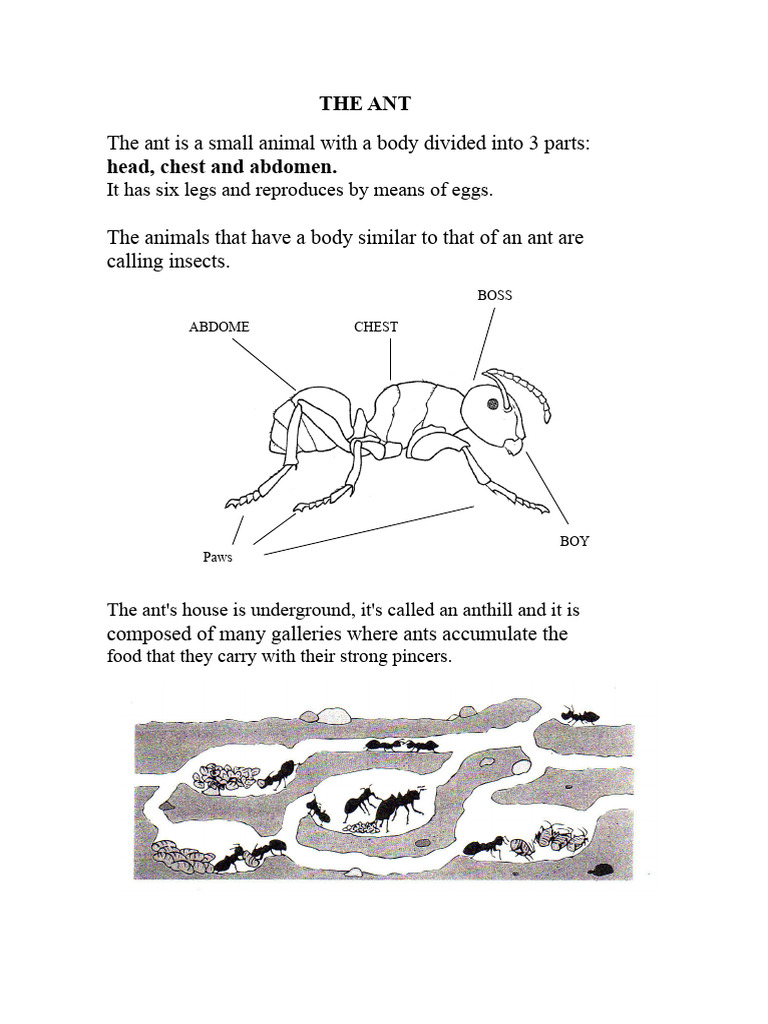 The ant | PDF
