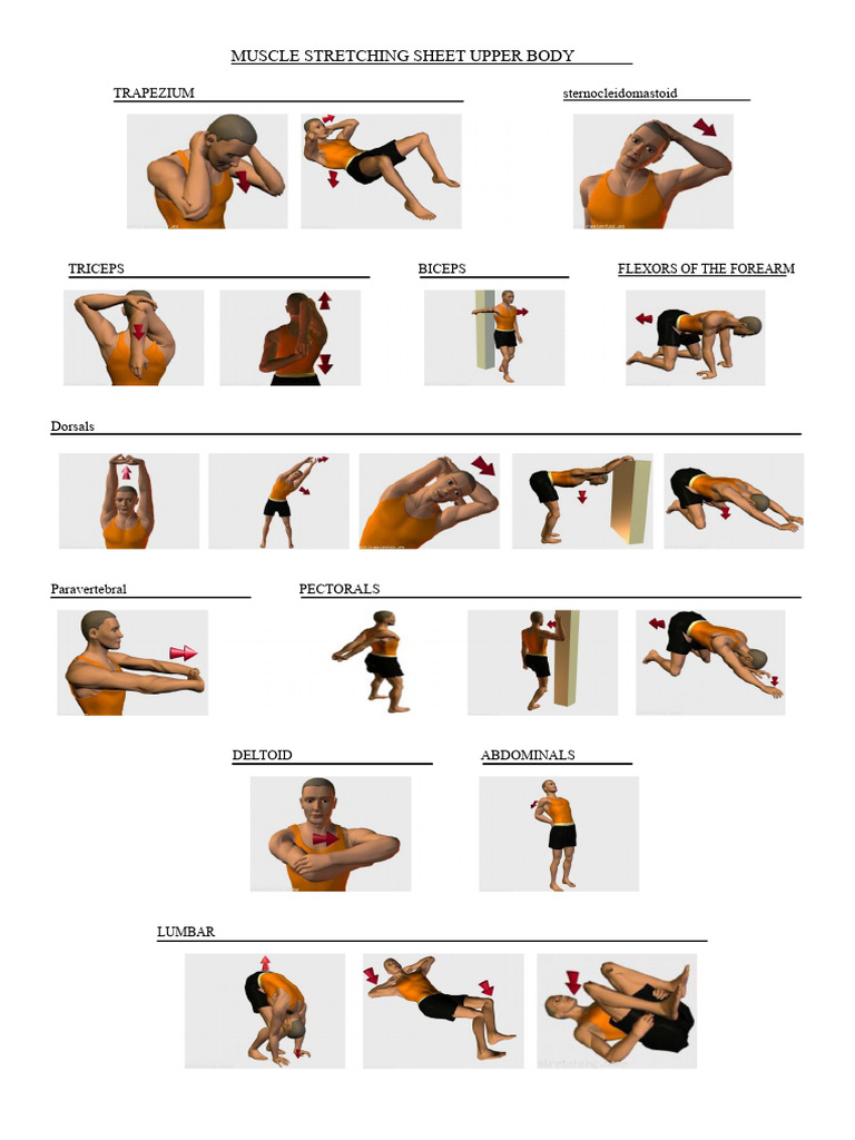 Upper and Lower Body Stretching Guide | PDF