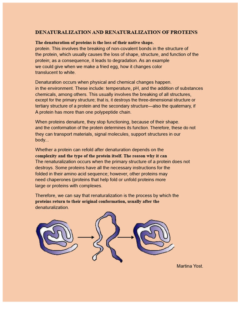 Protein Denaturation and Renaturation Guide | PDF