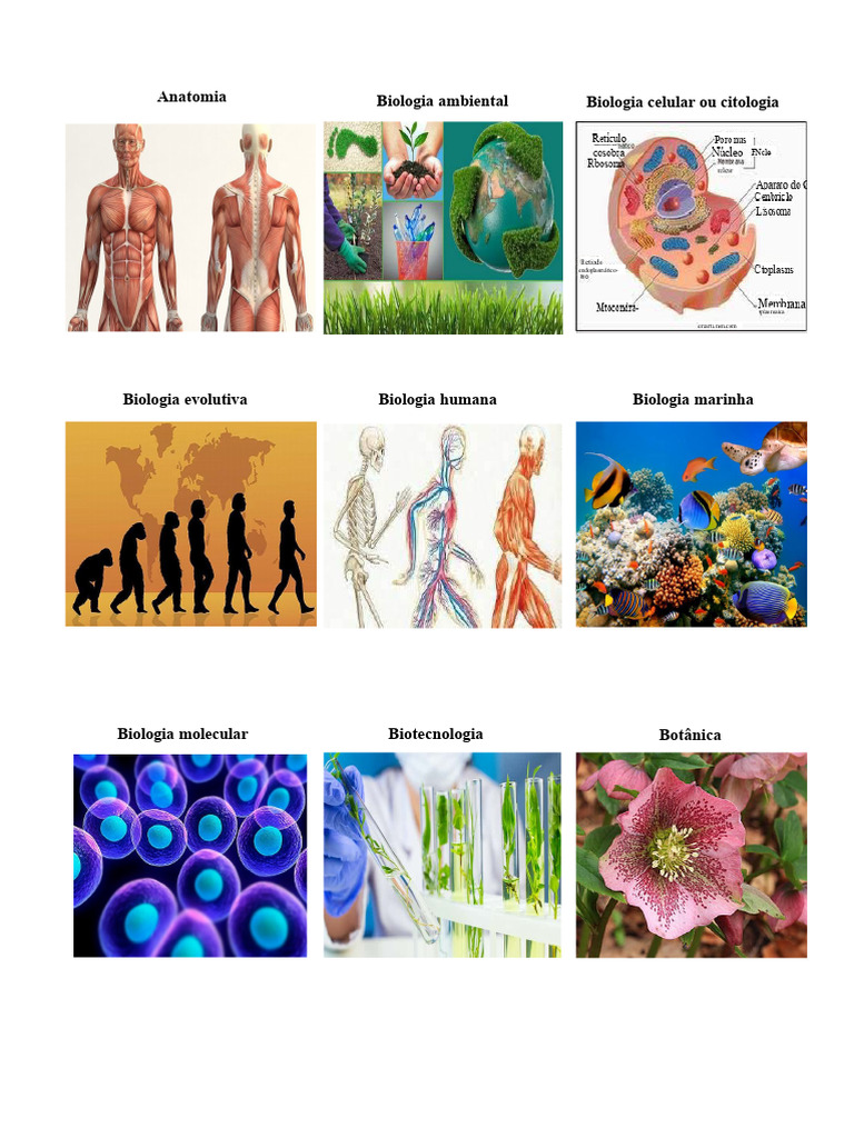 Ramos da Biologia e suas Disciplinas | PDF