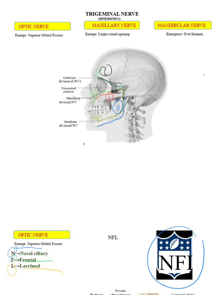 Trigeminal Nerve Mnemonics Guide | PDF