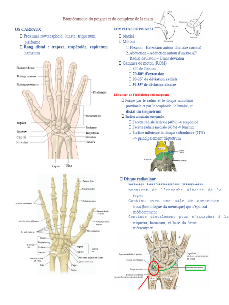 Biomécanique du poignet et de la main | PDF | Main | Membres (anatomie)