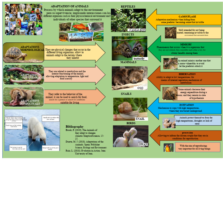 Animal Adaptations for Survival | PDF | Adaptation | Mimicry