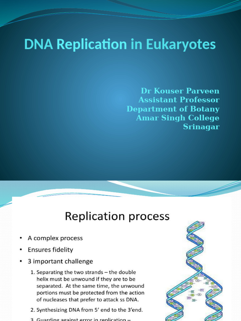 Eukaryotic DNA Replication Process | PDF | Dna Replication | Primer ...