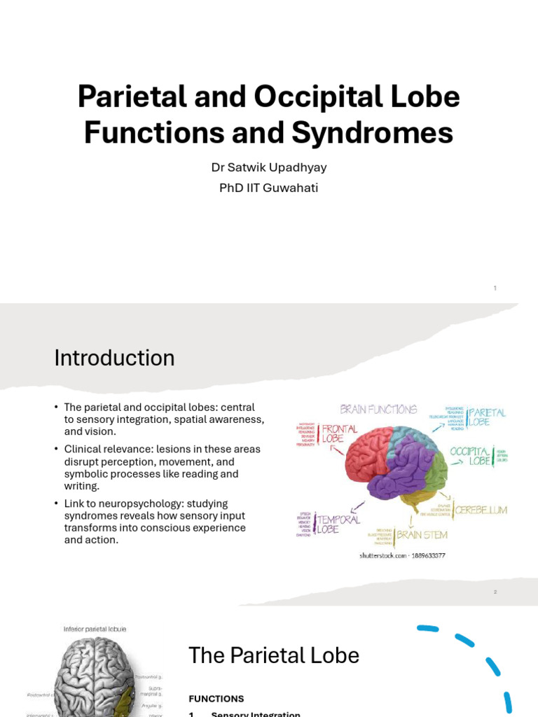 Parietal and Occipital Lobe Functions | PDF | Parietal Lobe | Occipital ...