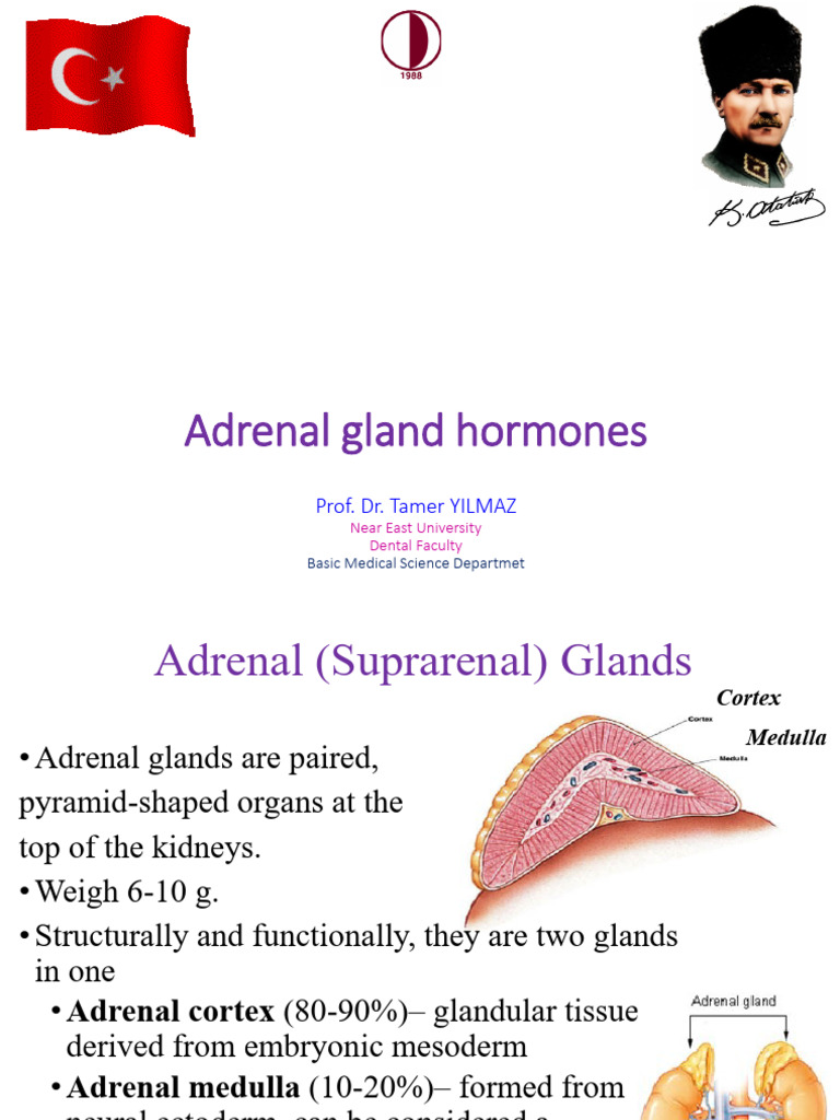 Adrenal Gland Hormones Overview | PDF | Adrenal Gland | Glucocorticoid