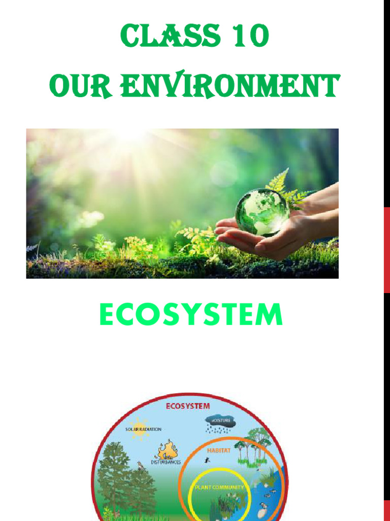 Ecosystem Components and Energy Flow | PDF | Ecosystem | Ozone Depletion