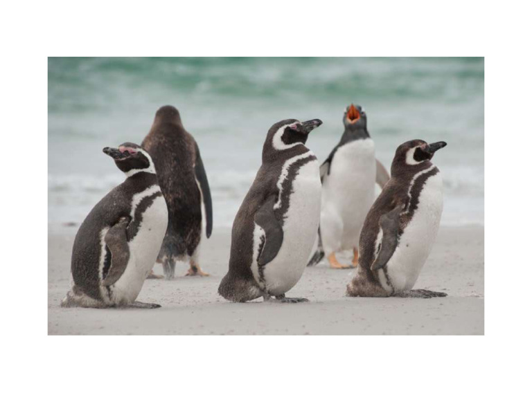 Pinguinos | PDF