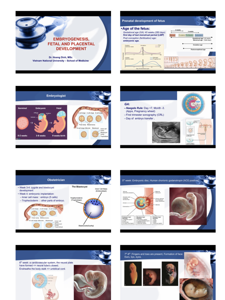 Embryogenesis, Fetal and Placental Development | PDF